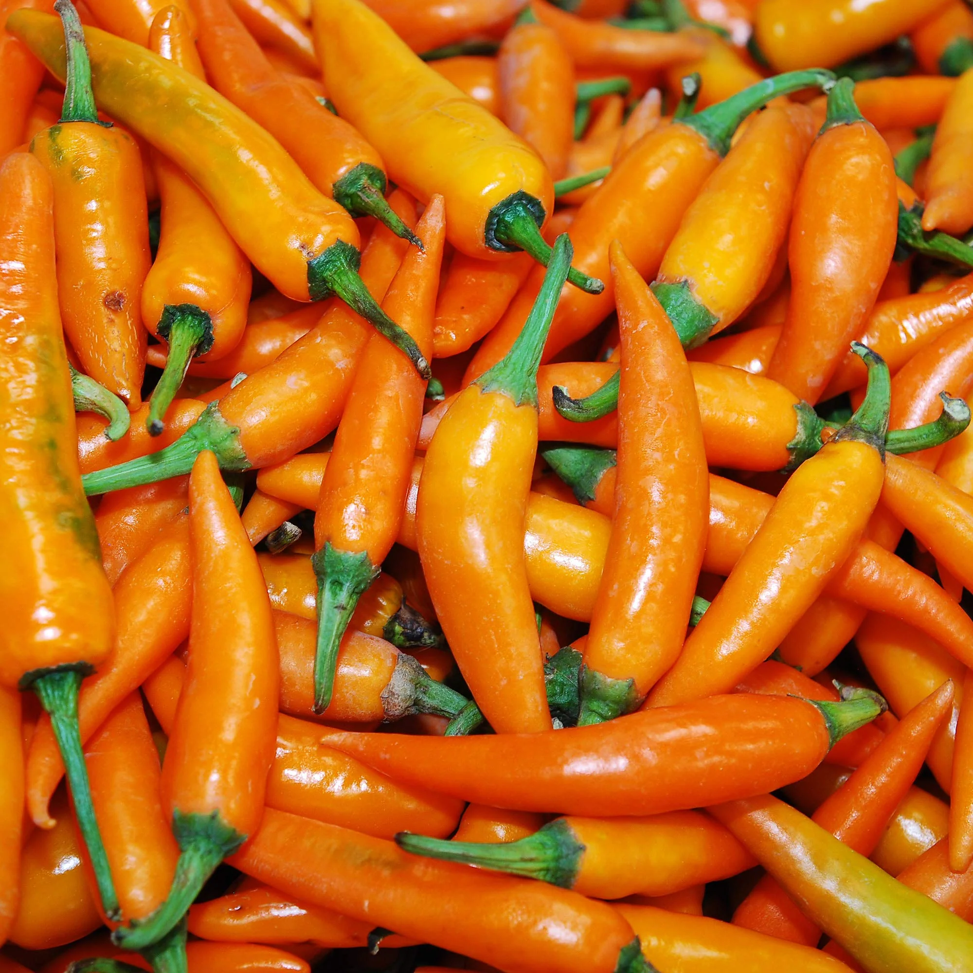 Aji Amarillo Chili Powder - Image 6