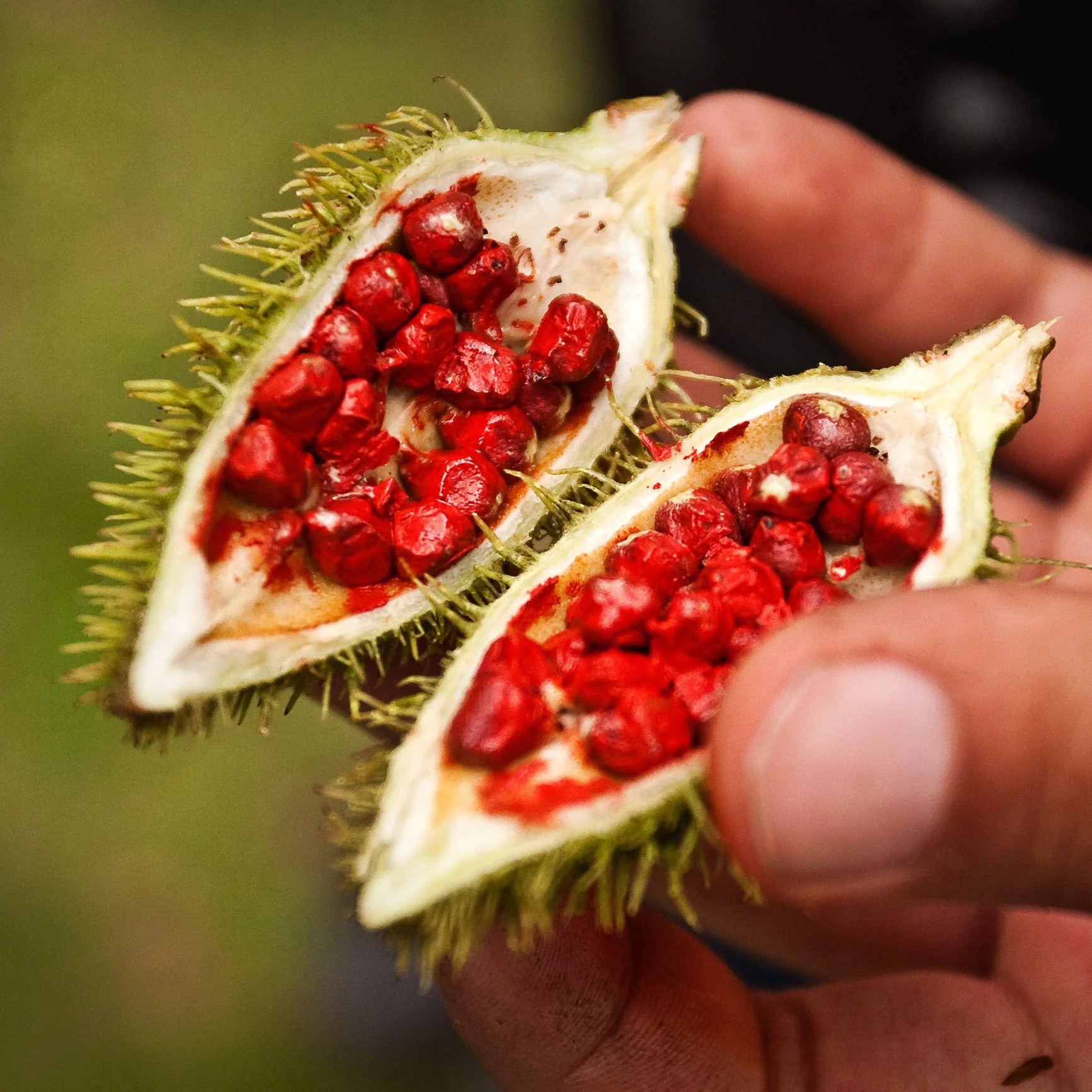 Annatto Seeds (Ground) - Image 8