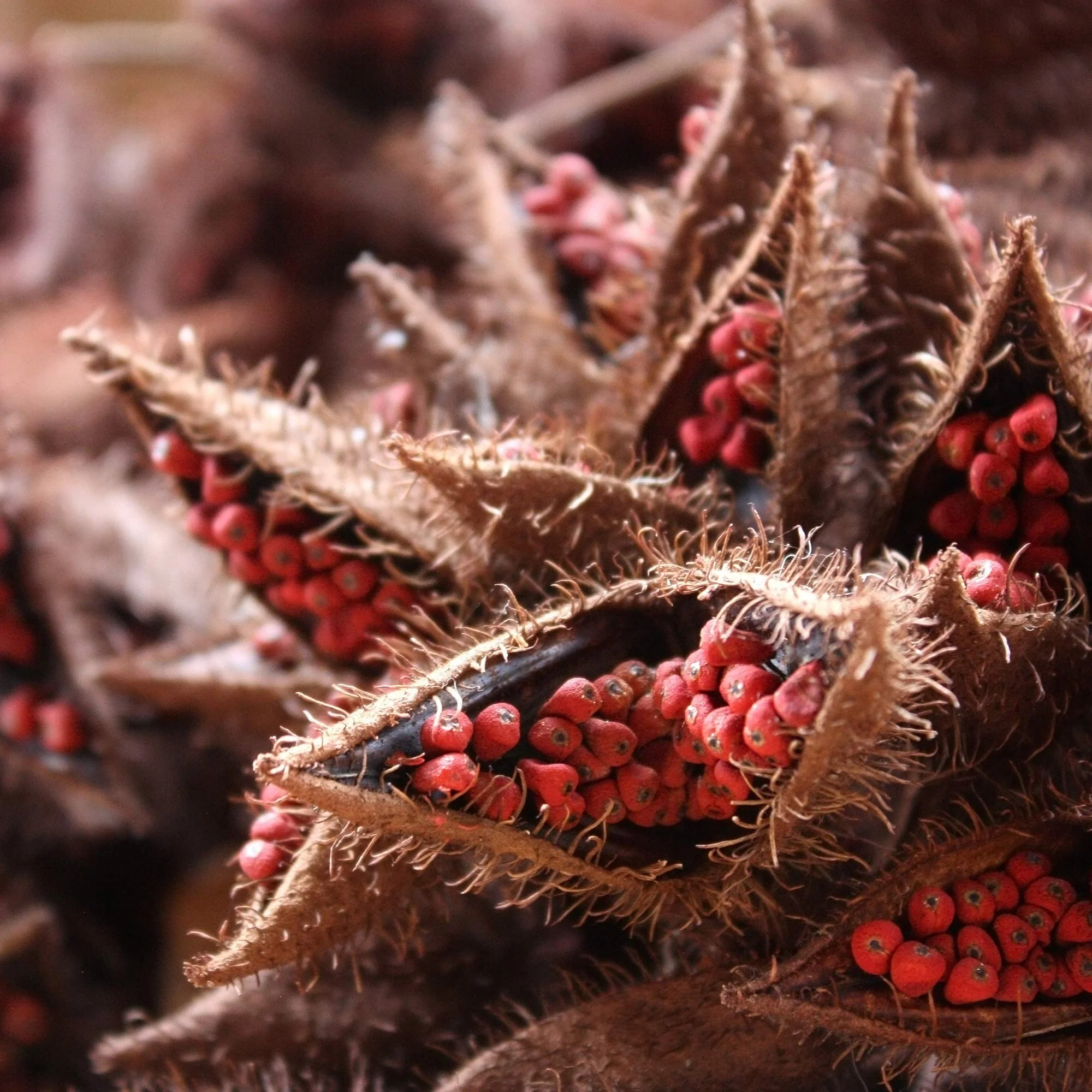 Annatto Seeds (Ground) - Image 9