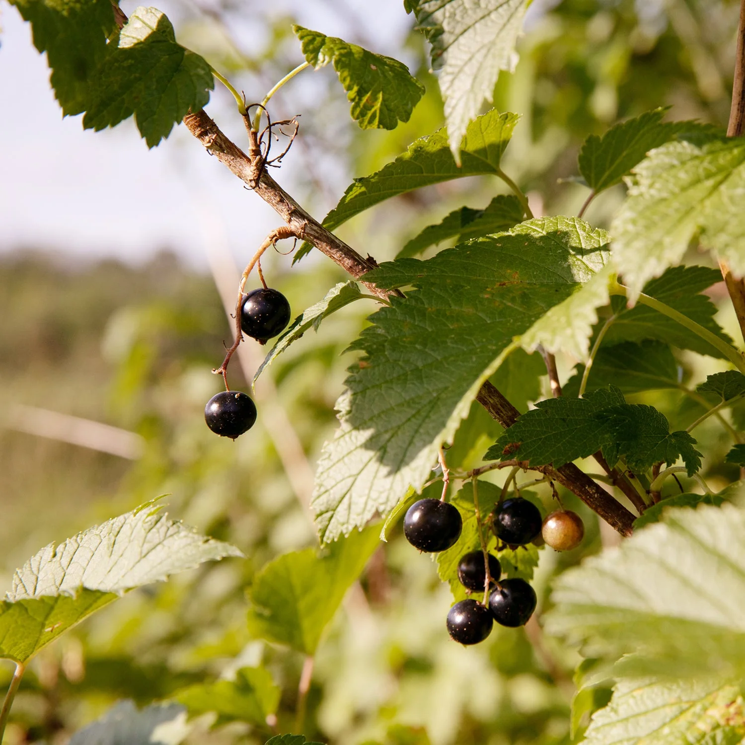 Black Currant with Wild Mint Jam - Image 4