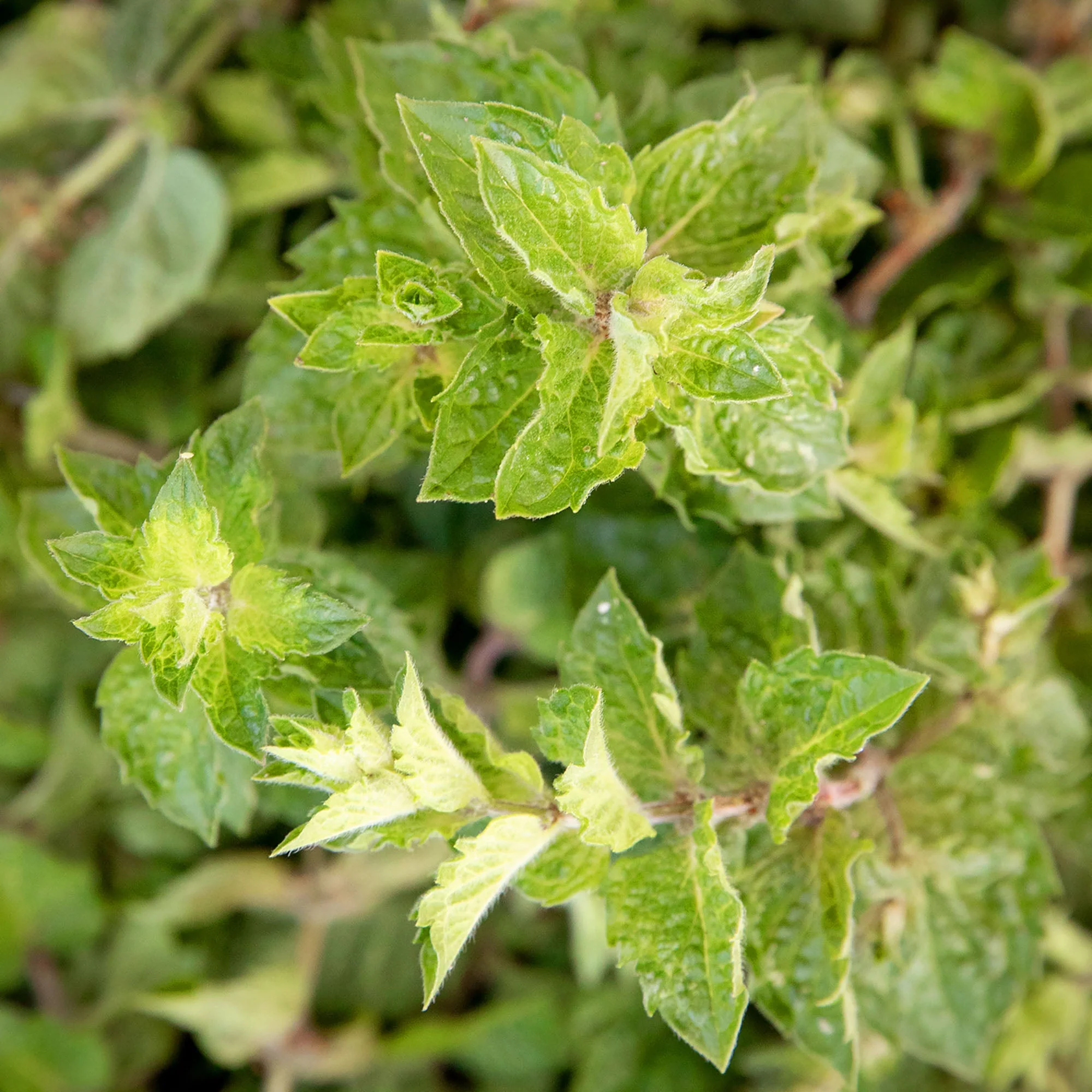 Black Currant with Wild Mint Jam - Image 5
