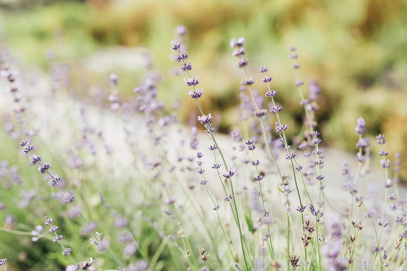 Blueberry Lavender Syrup - Image 4
