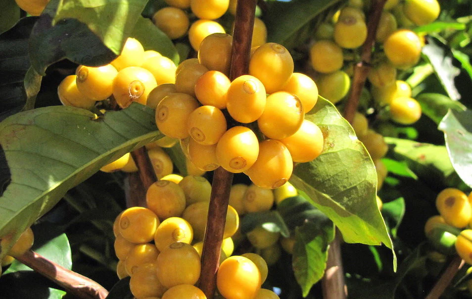 Brazil Decaf - Image 11