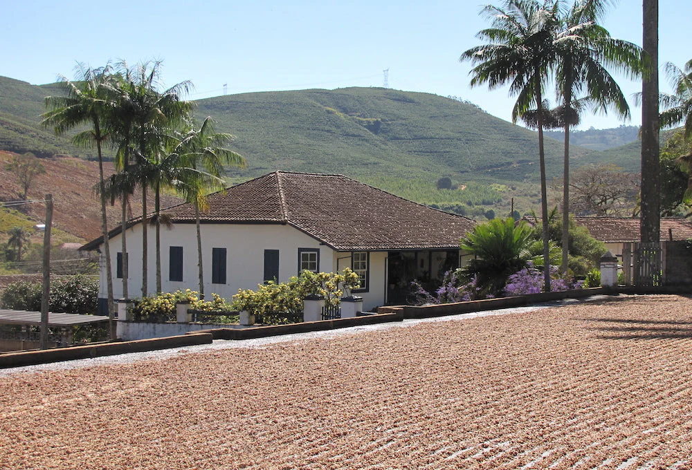 Brazil Decaf - Image 7
