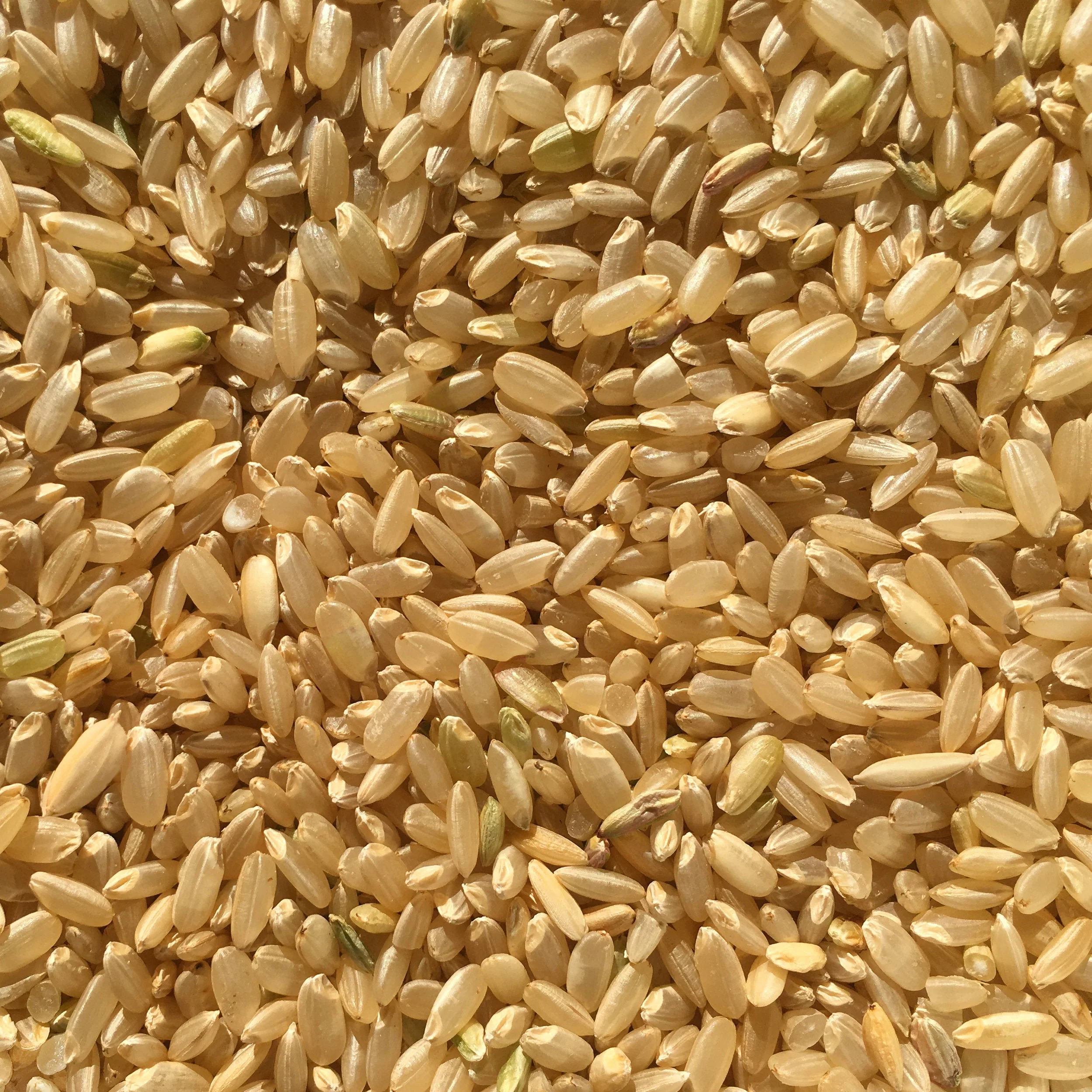 Brown Milled California Japonica (2 lbs) - Image 5