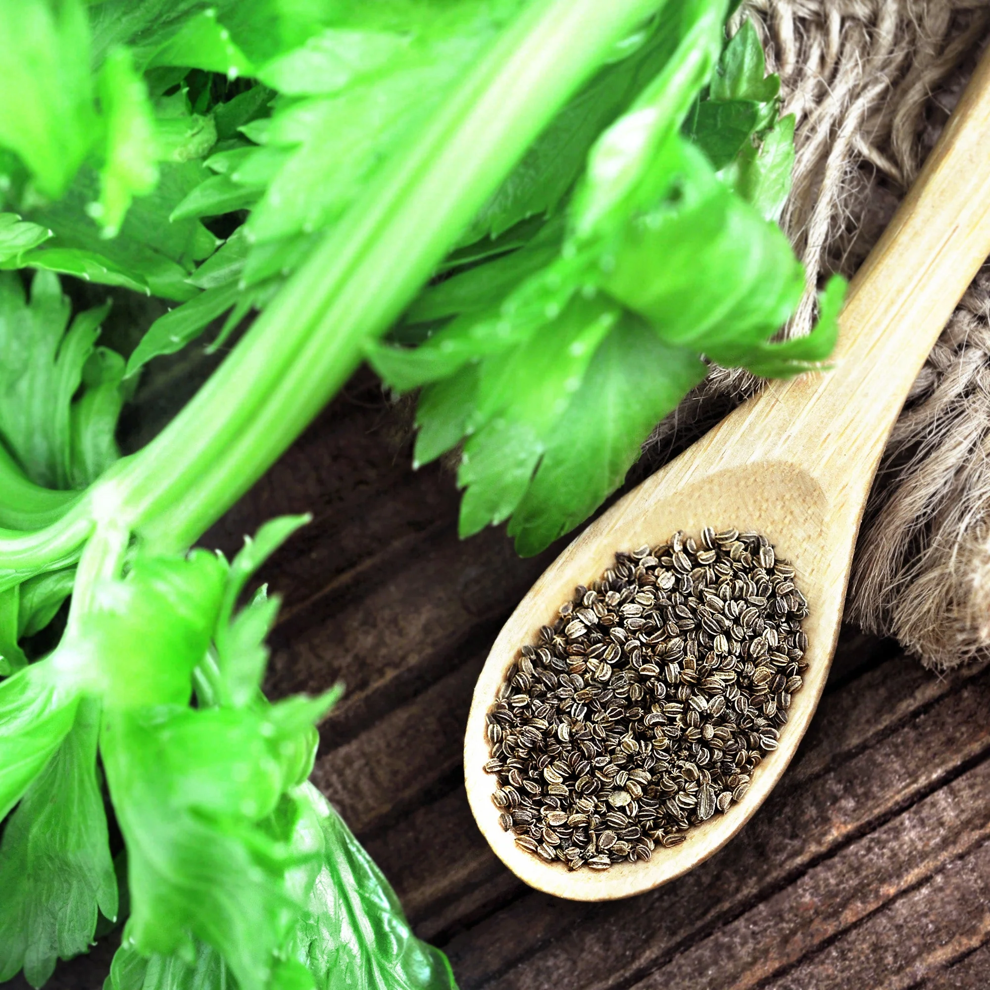 Celery Seeds (Whole) - Image 10