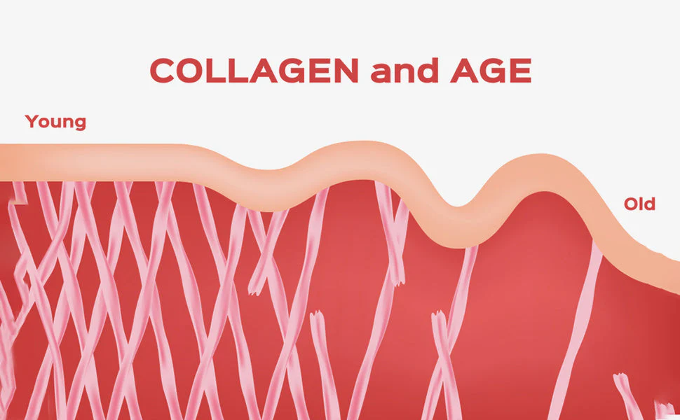 Collagen+ with Hydrolyzed Collagen Powder - Biotin - Hyaluronic Acid & Vitamin C - Image 8