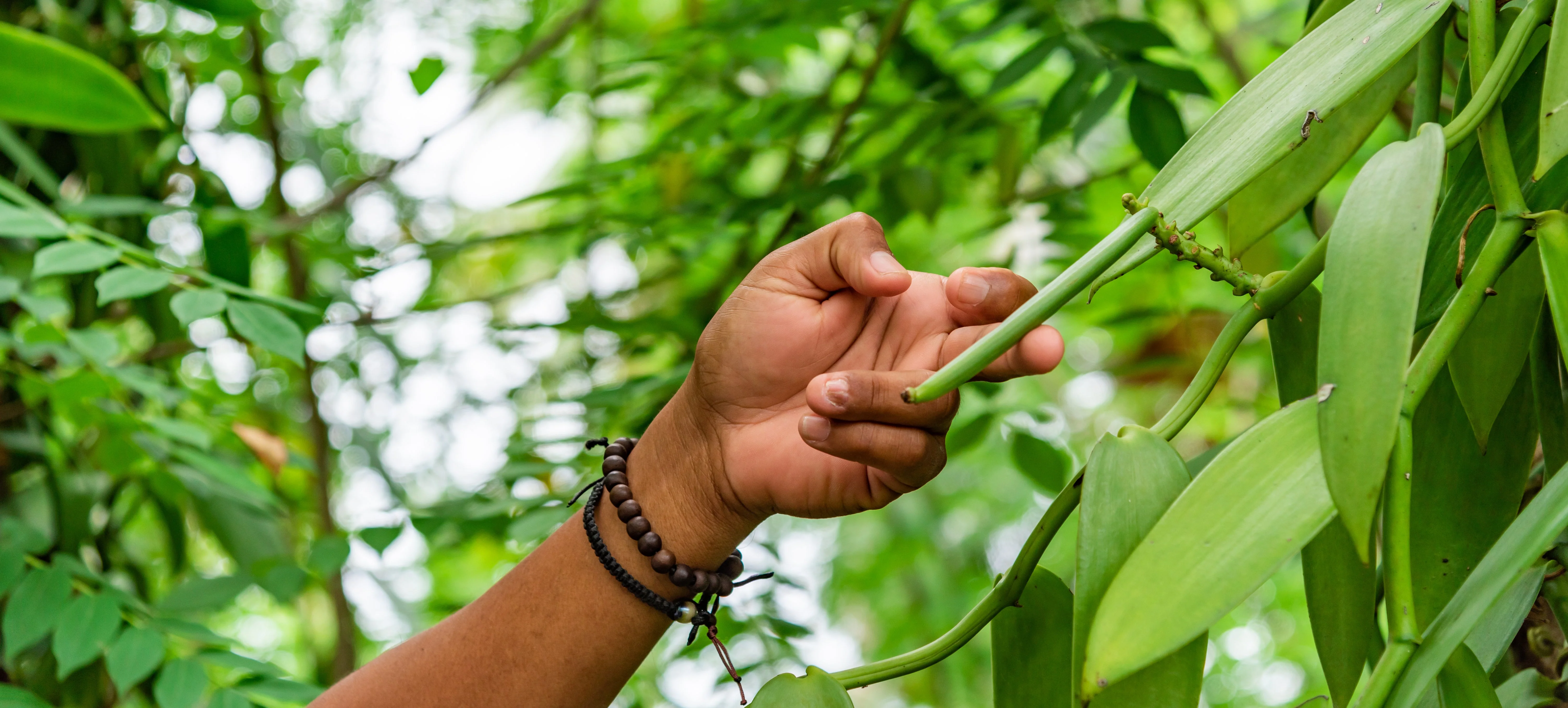 Ecuadorian Vanilla Beans - Whole Grade A Pods for Baking and Extract Making - Image 5