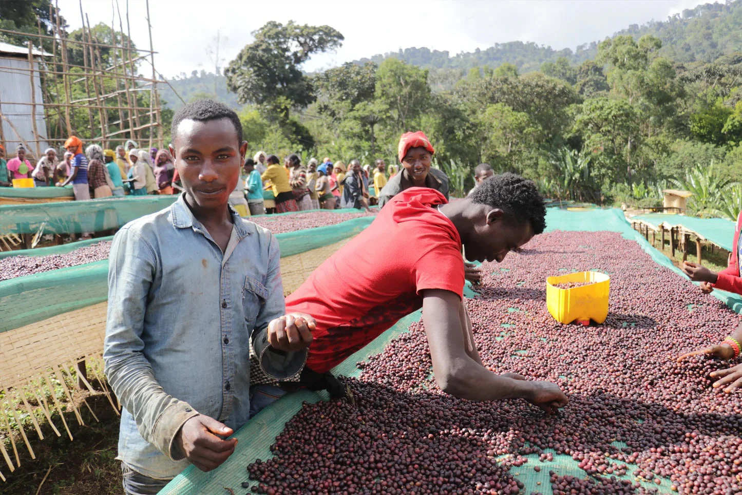 ETHIOPIA WORKA CHELBESSA WASHED - Image 3