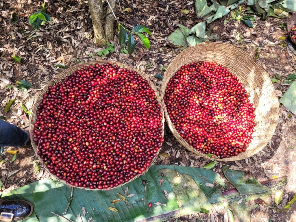 ETHIOPIA WORKA CHELBESSA WASHED - Image 4