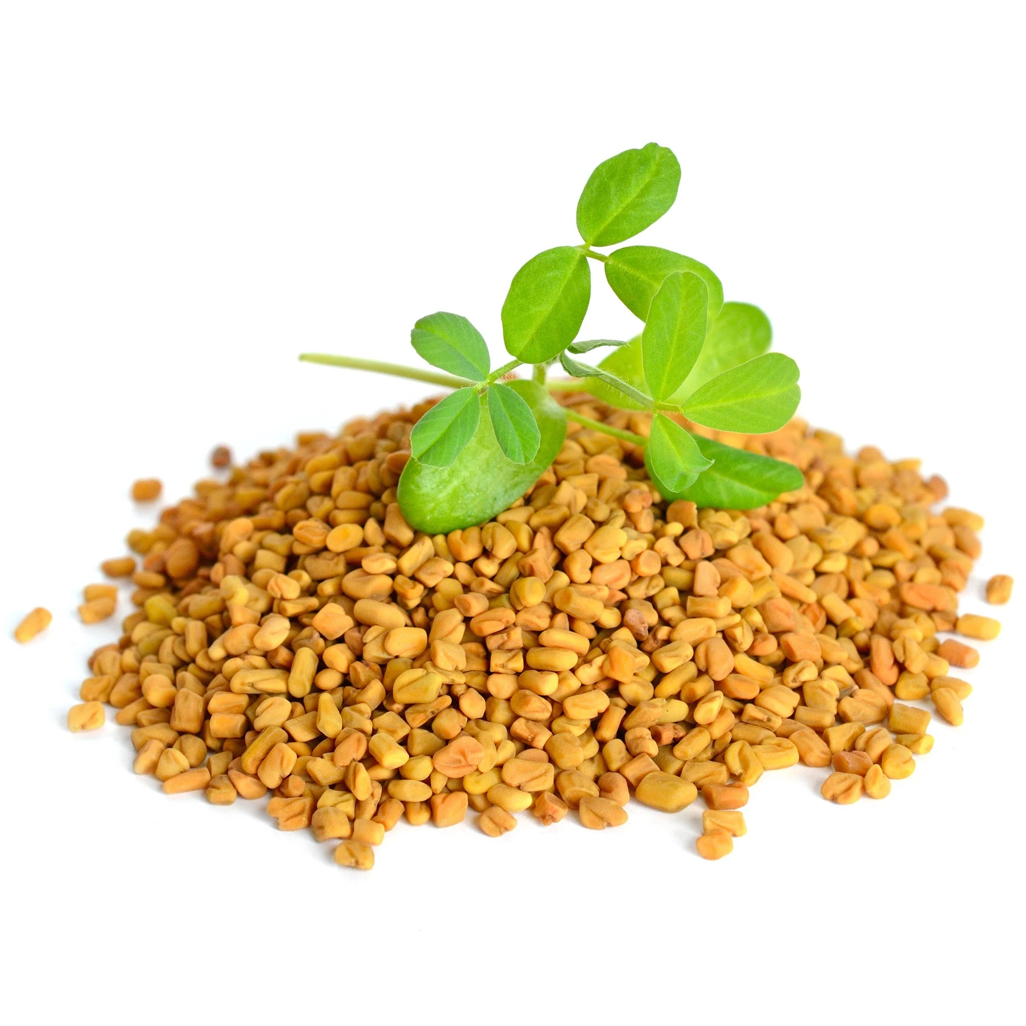 Fenugreek Seeds (Whole) - Image 8
