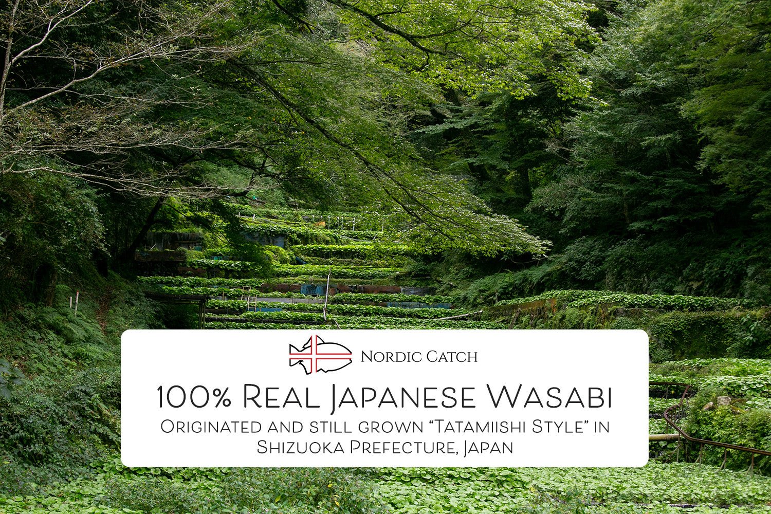 Fresh Japanese Wasabi Root (Real Wasabi Rhizome) - Image 3