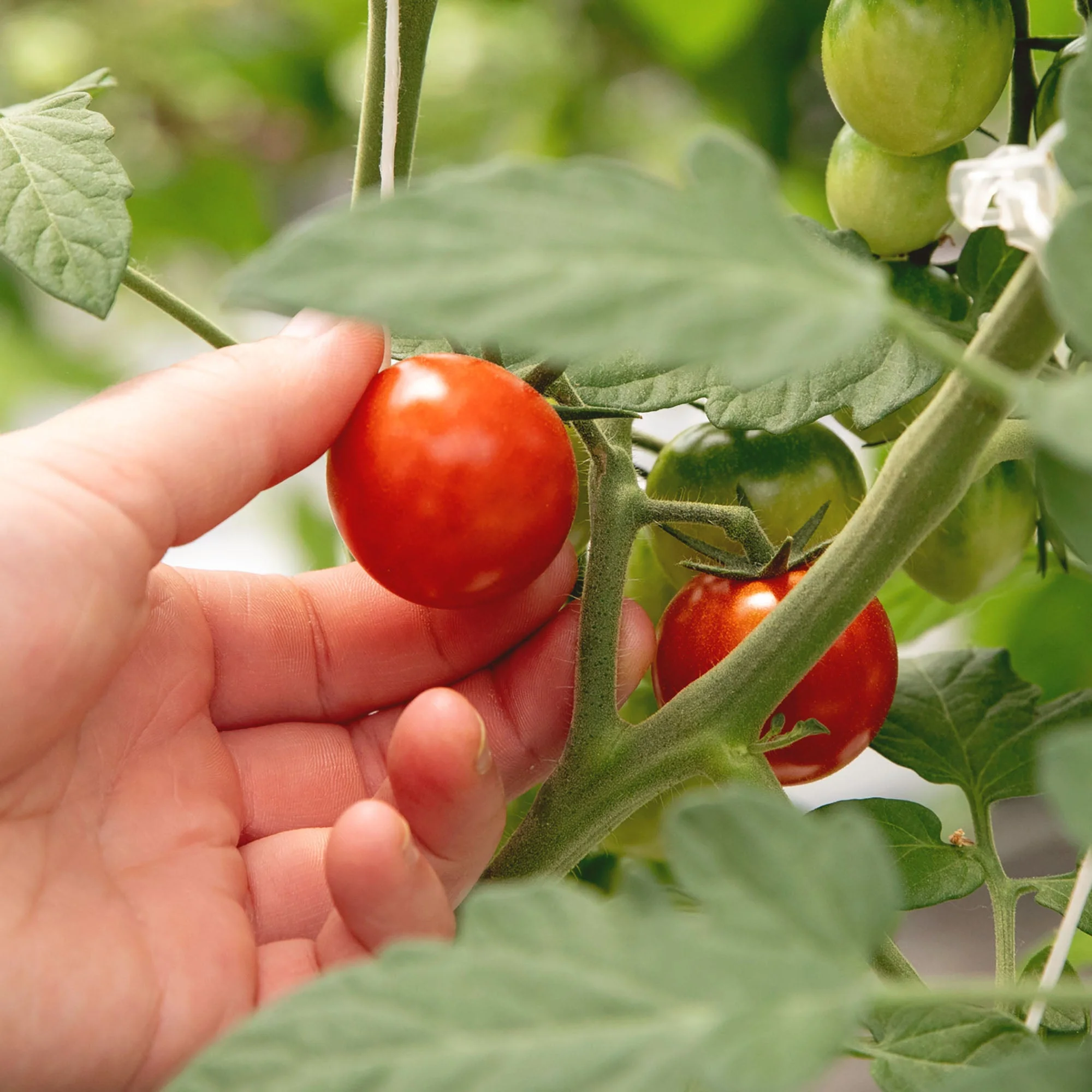 Fresh Tomato Savory Jam - Image 3