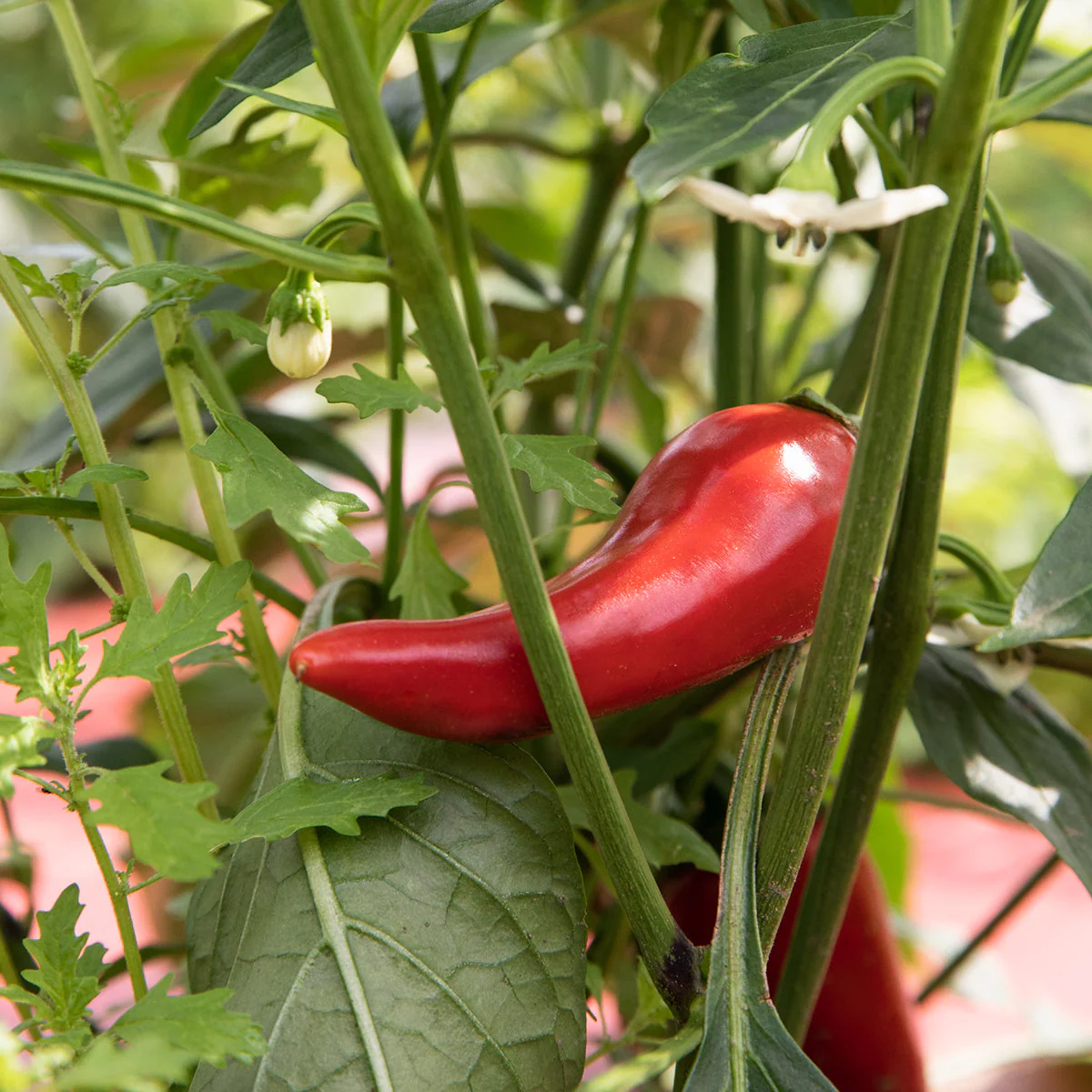 Fresno & Thai Spicy Chili Jam - Image 3