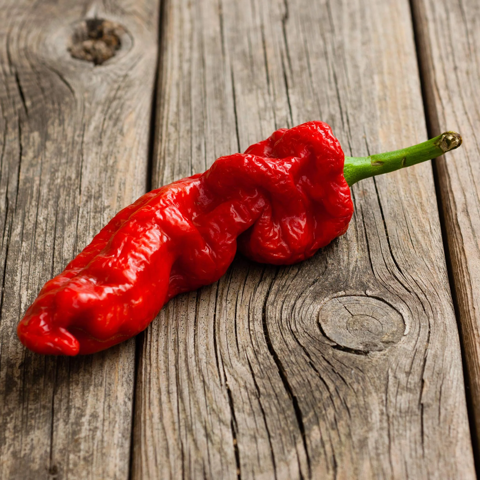 Ghost Pepper Sea Salt (Naga Jolokia) - Image 11