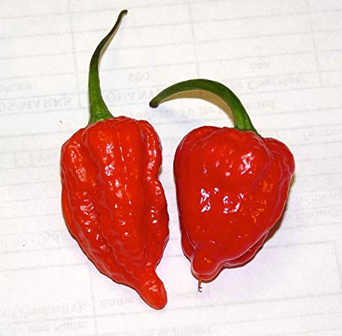 Ghost Pepper Sea Salt (Naga Jolokia) - Image 13