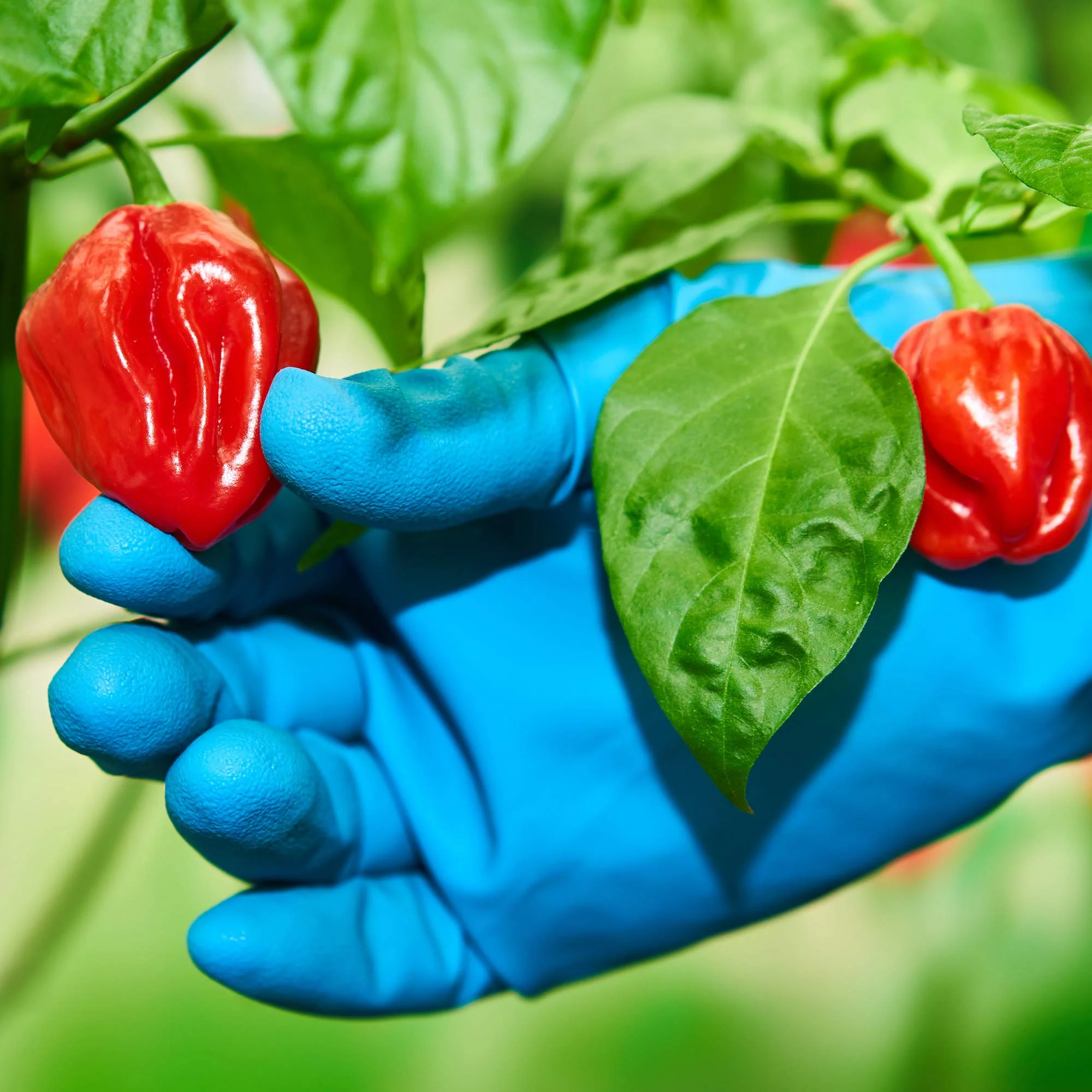 Ghost Pepper Sea Salt (Naga Jolokia) - Image 16