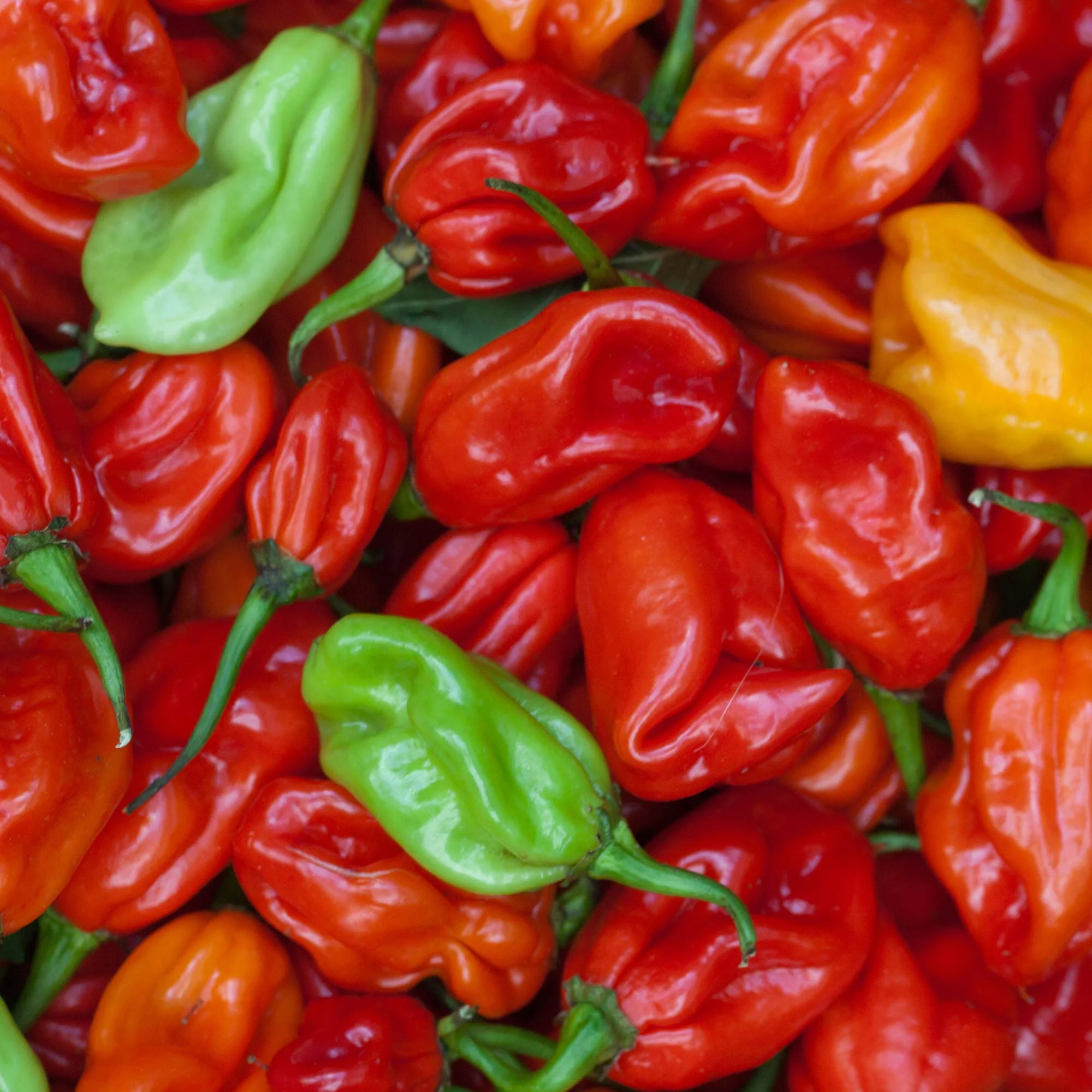 Ghost Pepper Sea Salt (Naga Jolokia) - Image 4