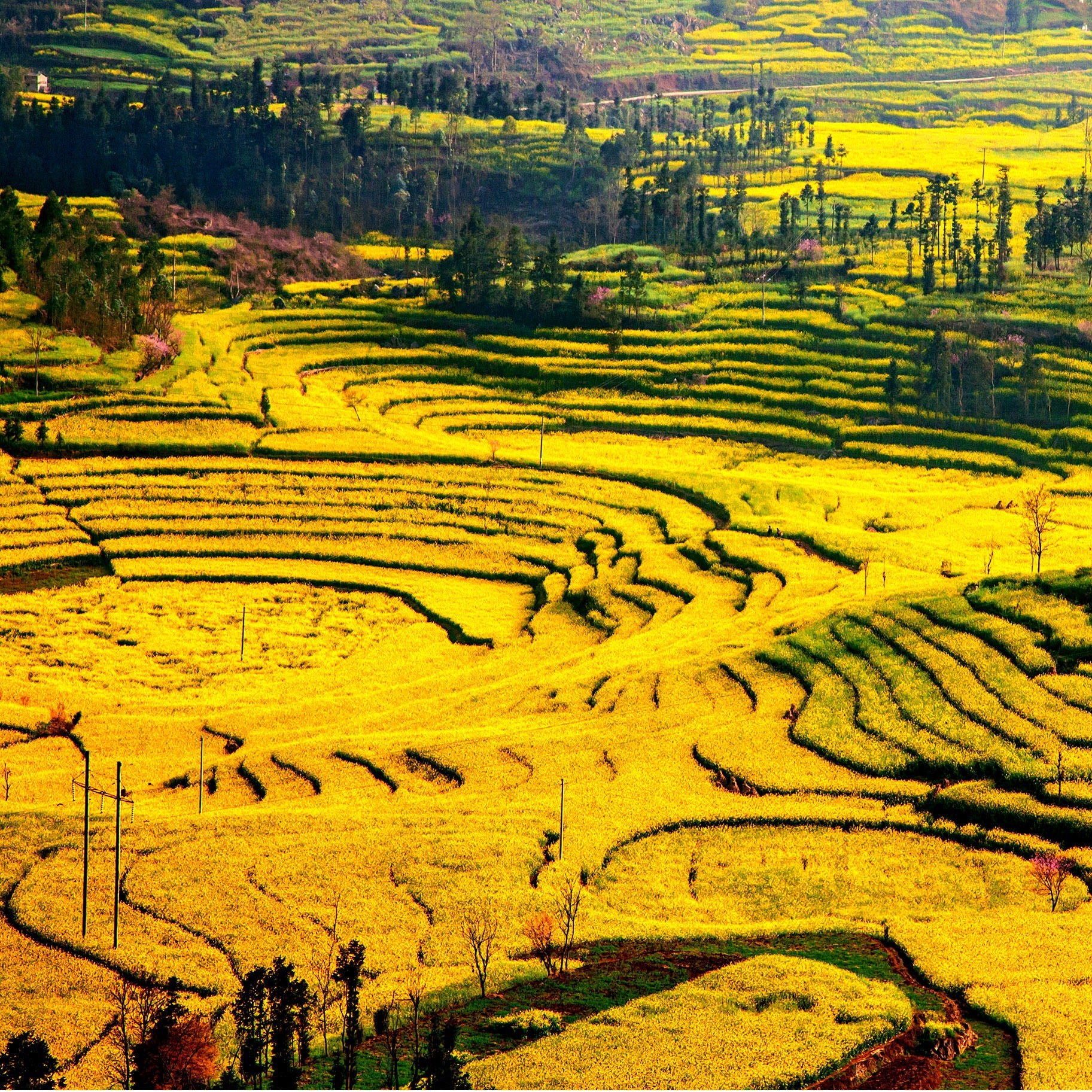 Ground Yellow Mustard - Image 8