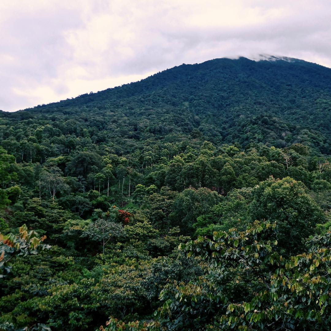 Guatemala - Finca San Jerónimo Miramar - Image 8