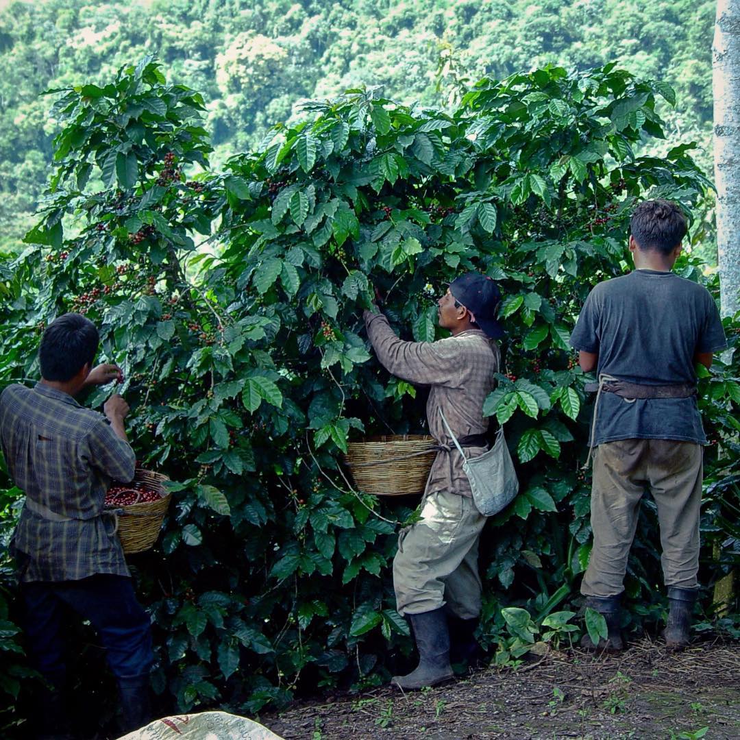 Guatemala - Finca San Jerónimo Miramar - Image 9