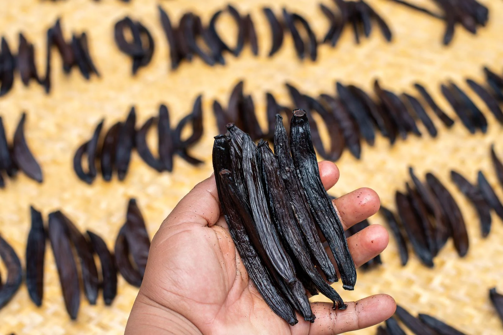 Guatemala Vanilla Beans - Whole Grade A Vanilla Pods for Vanilla Extract and Baking - Image 3