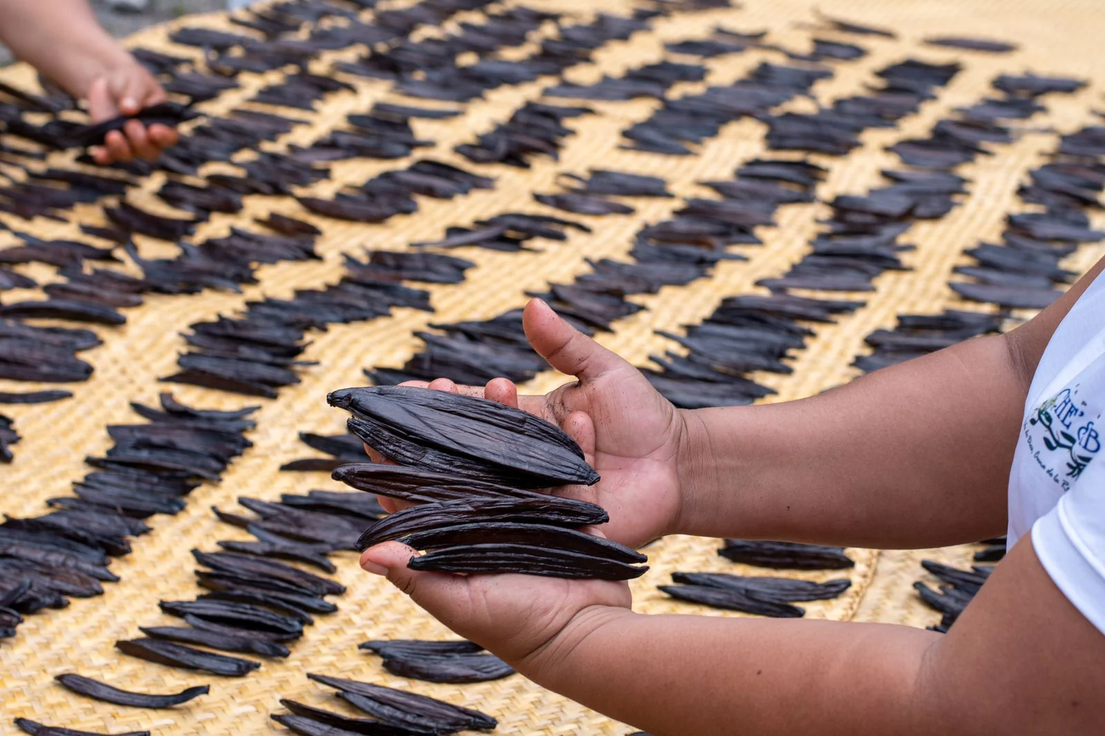 Guatemala Vanilla Beans - Whole Grade A Vanilla Pods for Vanilla Extract and Baking - Image 4