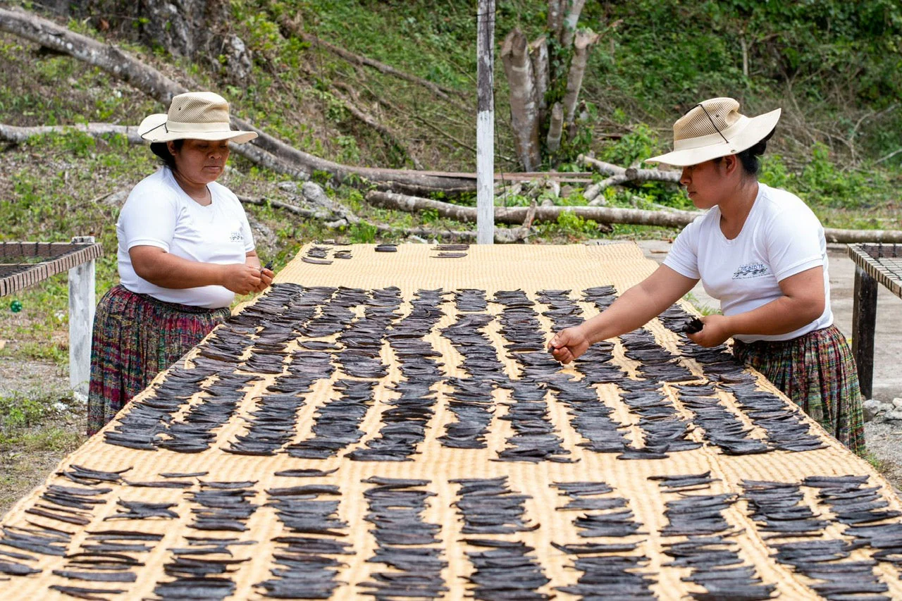 Guatemala Vanilla Beans - Whole Grade A Vanilla Pods for Vanilla Extract and Baking - Image 5