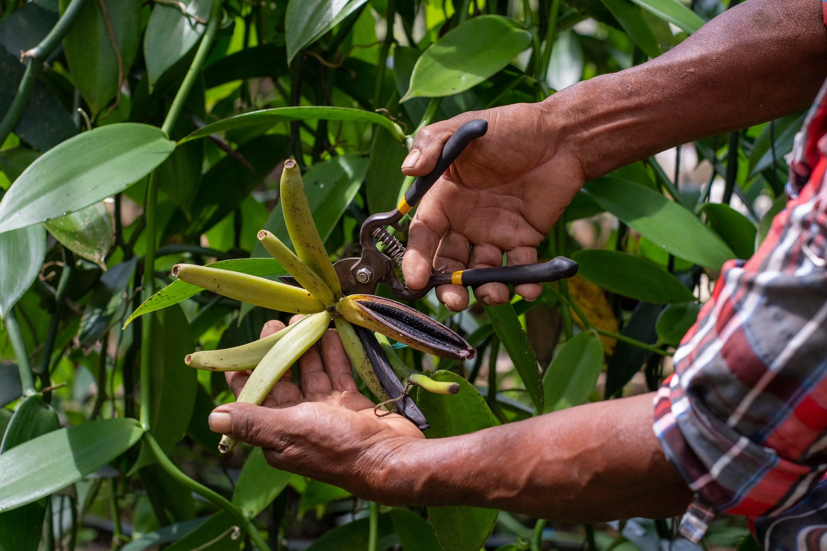 Guatemala Vanilla Beans - Whole Grade A Vanilla Pods for Vanilla Extract and Baking - Image 7