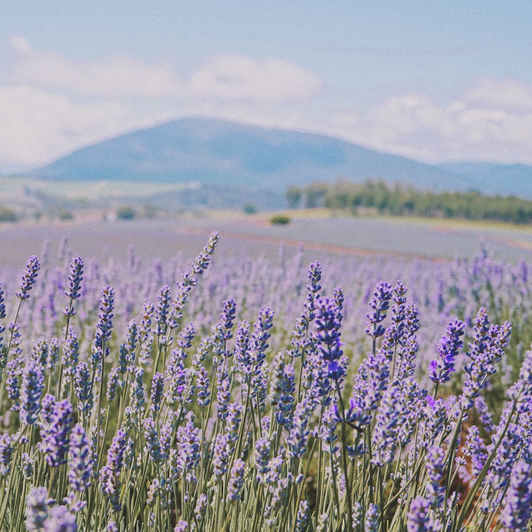 Herbs de Provence | Seasoning Salt - Image 5