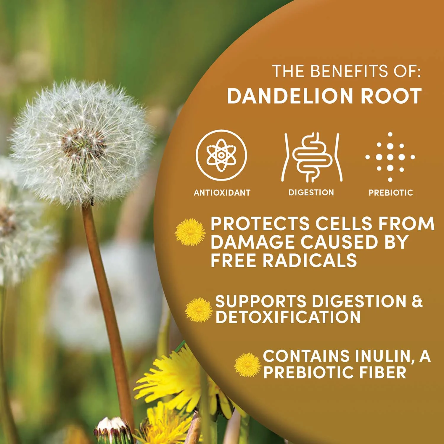 Instant Dandelion Herbal Coffee - Image 3