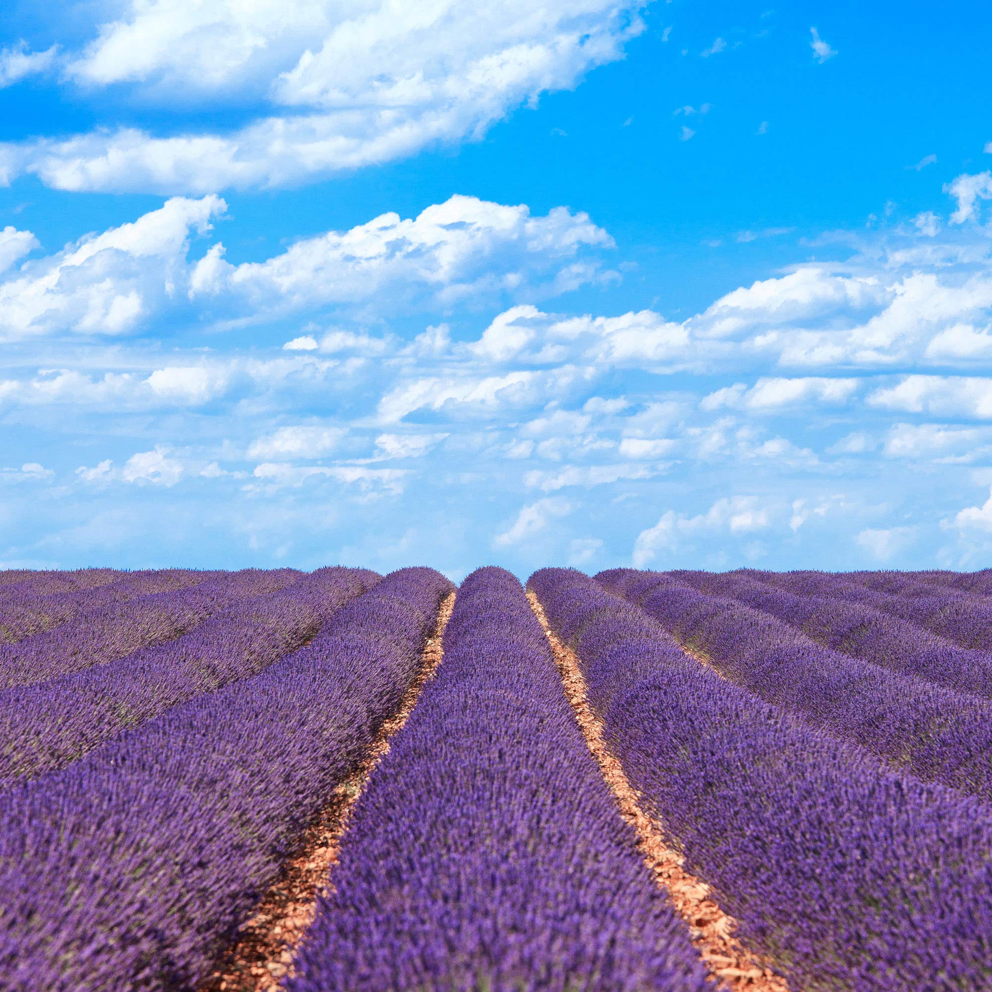Lavender Flowers "Super Blue” (Whole) - Image 12