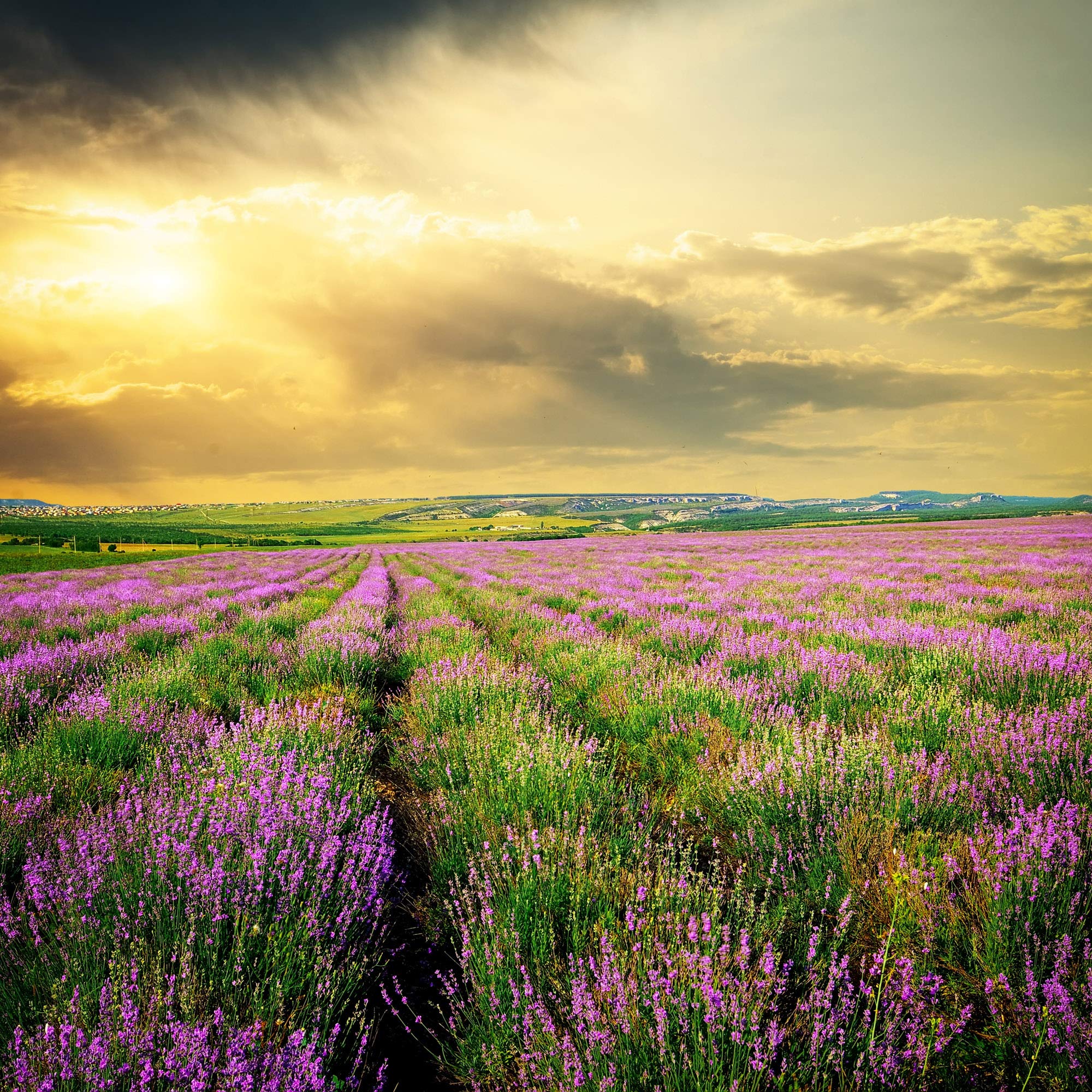 Lavender Flowers "Super Blue” (Whole) - Image 14