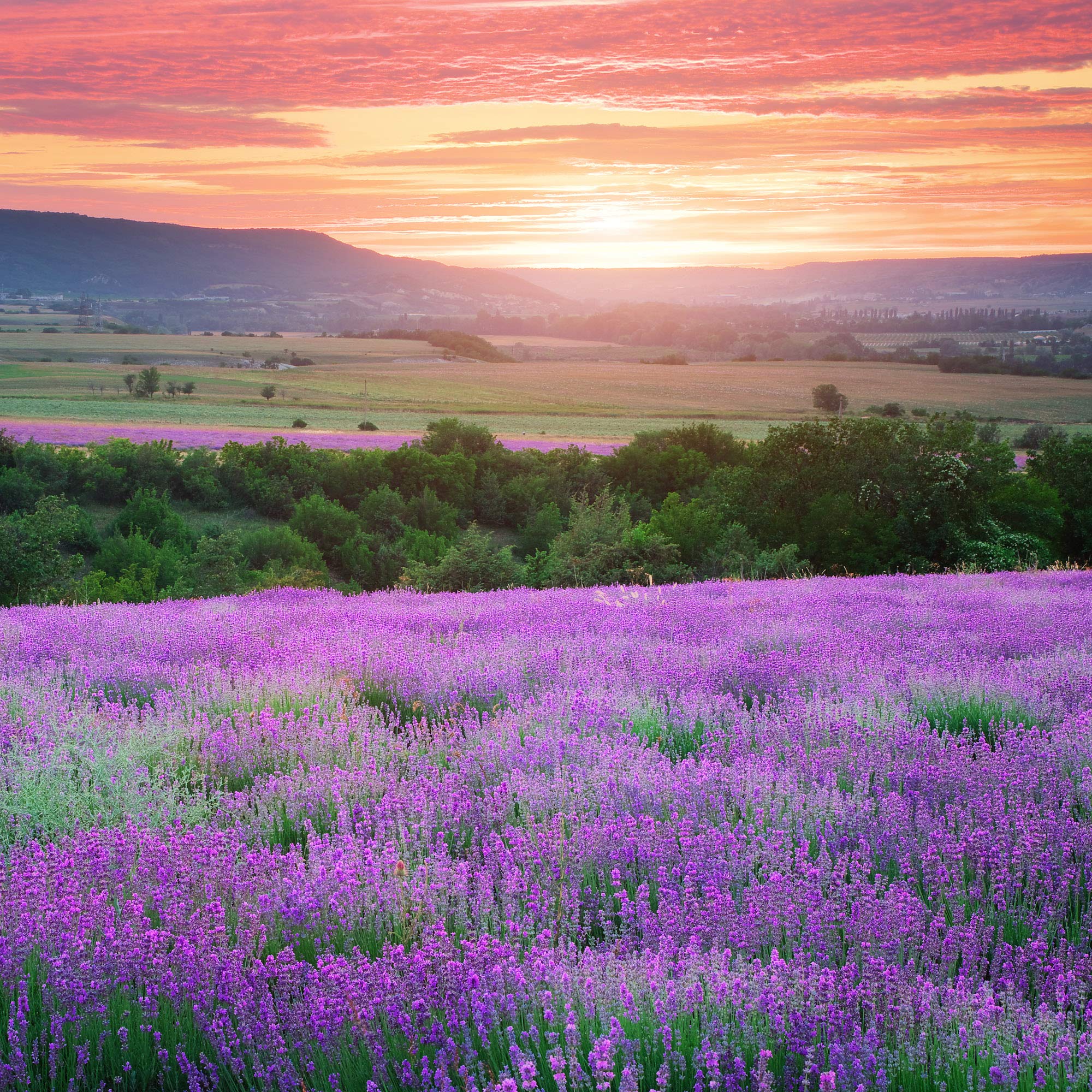 Lavender Flowers "Super Blue” (Whole) - Image 17