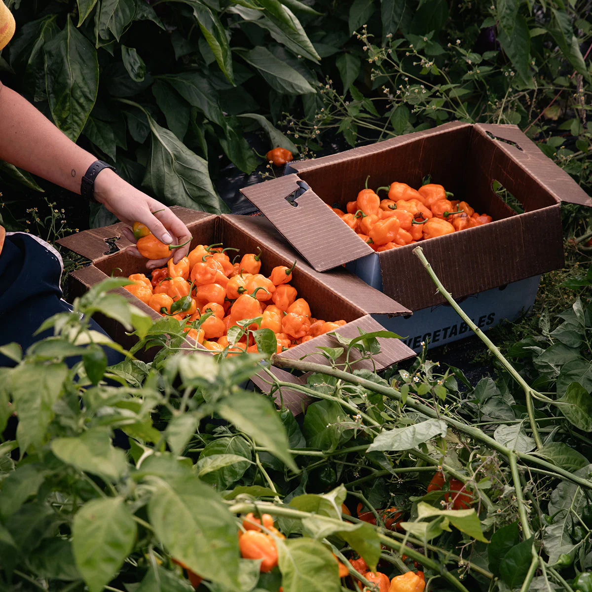 Mango Habanero - Image 10
