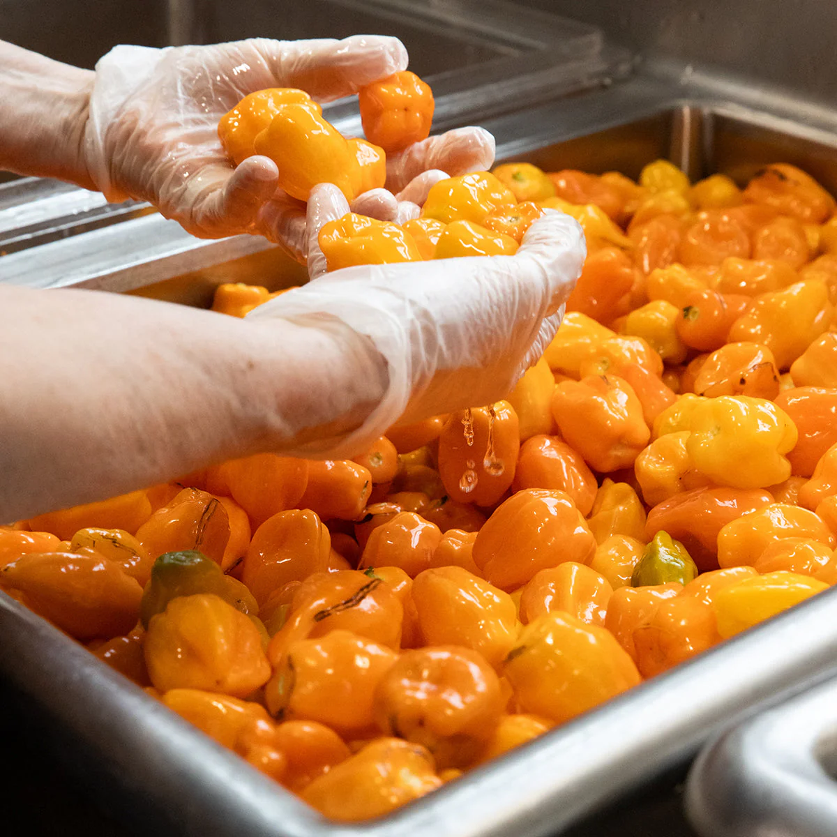 Mango Habanero - Image 11