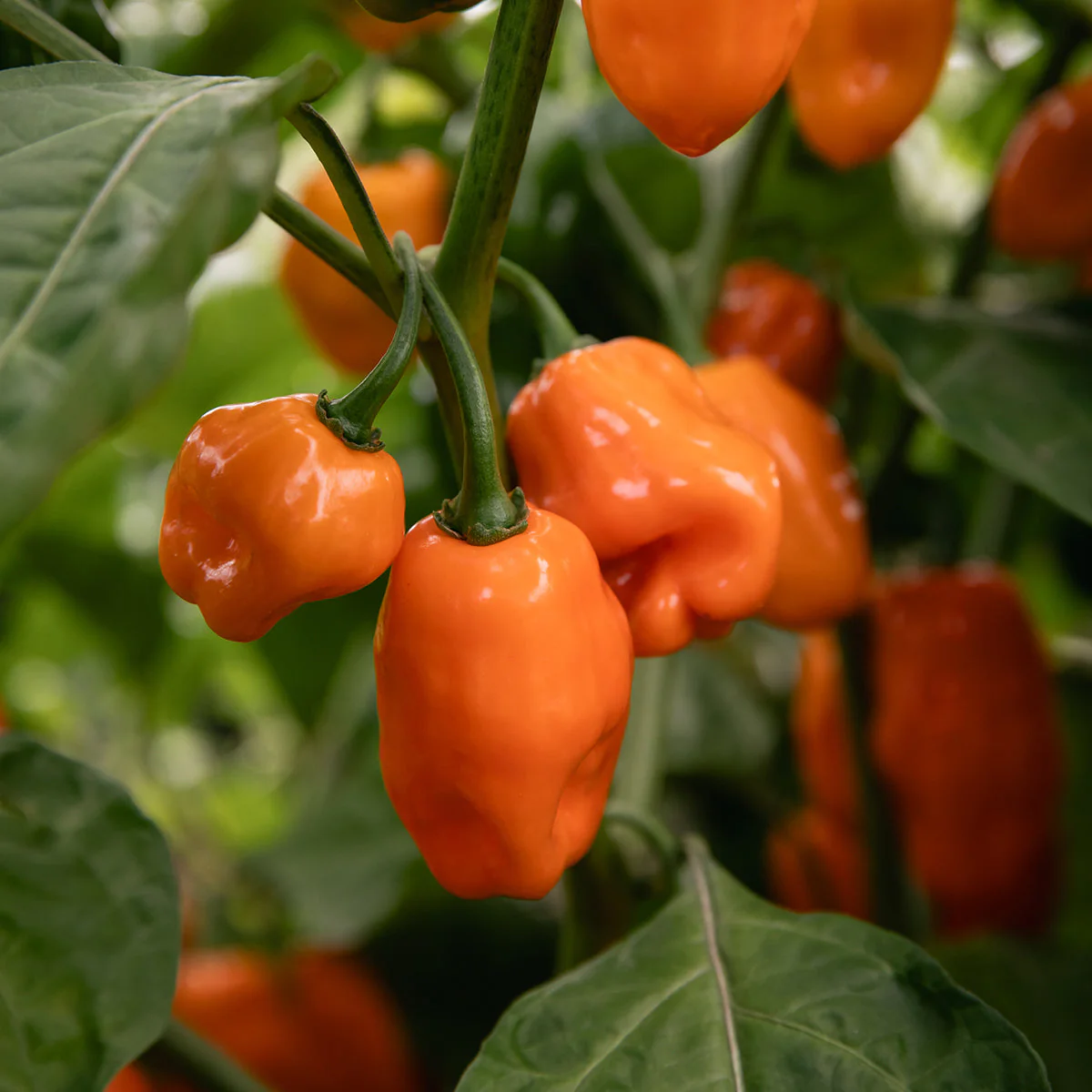 Mango Habanero - Image 9