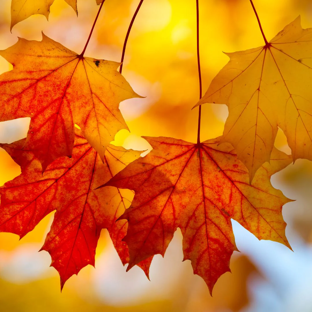 Maple Sugar | Seasoning Salt - Image 5