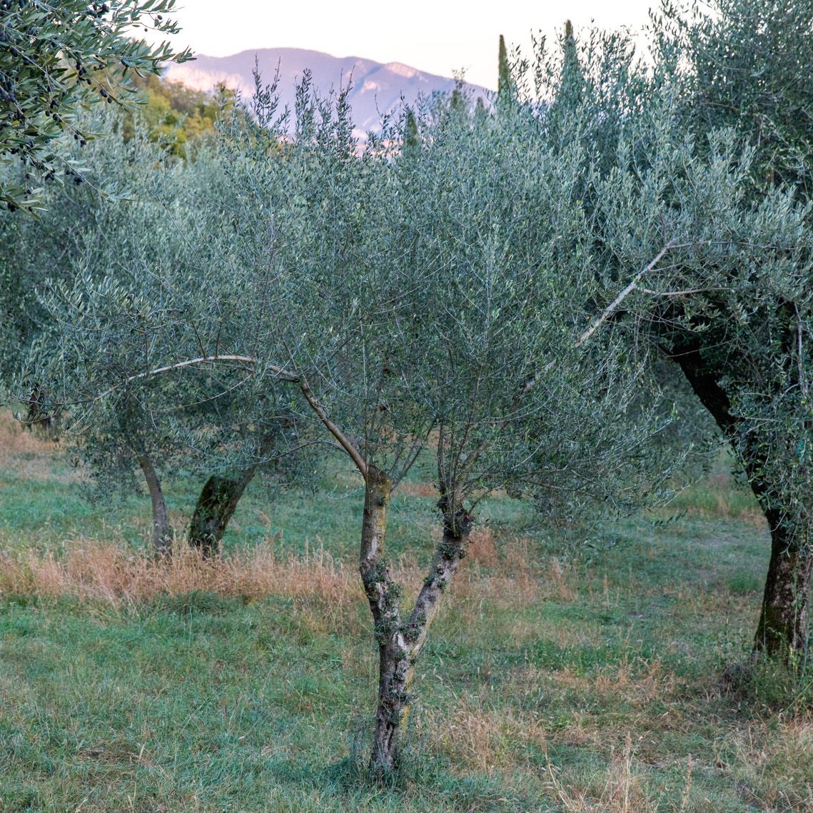 Mini Extra Virgin Olive Oil - Image 4