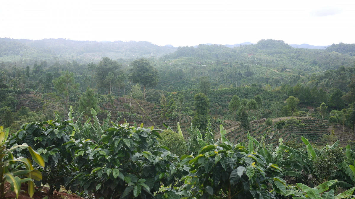 Nicaragua - Finca San Jose de las Nubes - Natural Process - Image 10