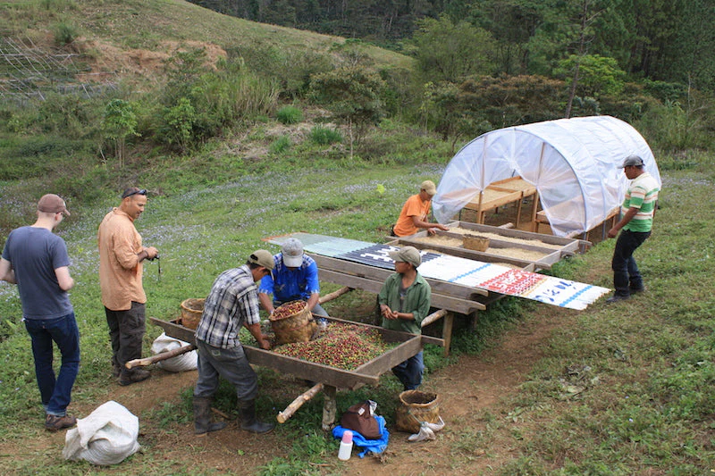 Nicaragua - Finca San Jose de las Nubes - Washed Process - Image 7