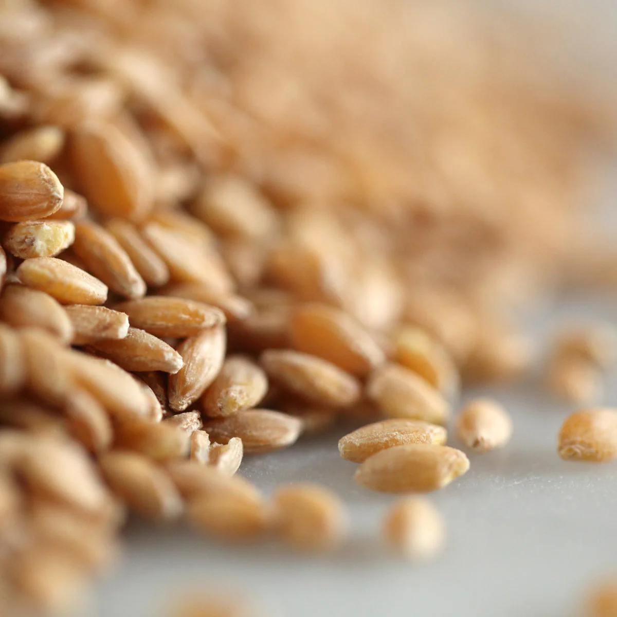 Organic Einkorn Wheat Berries 1 lb. - Image 4