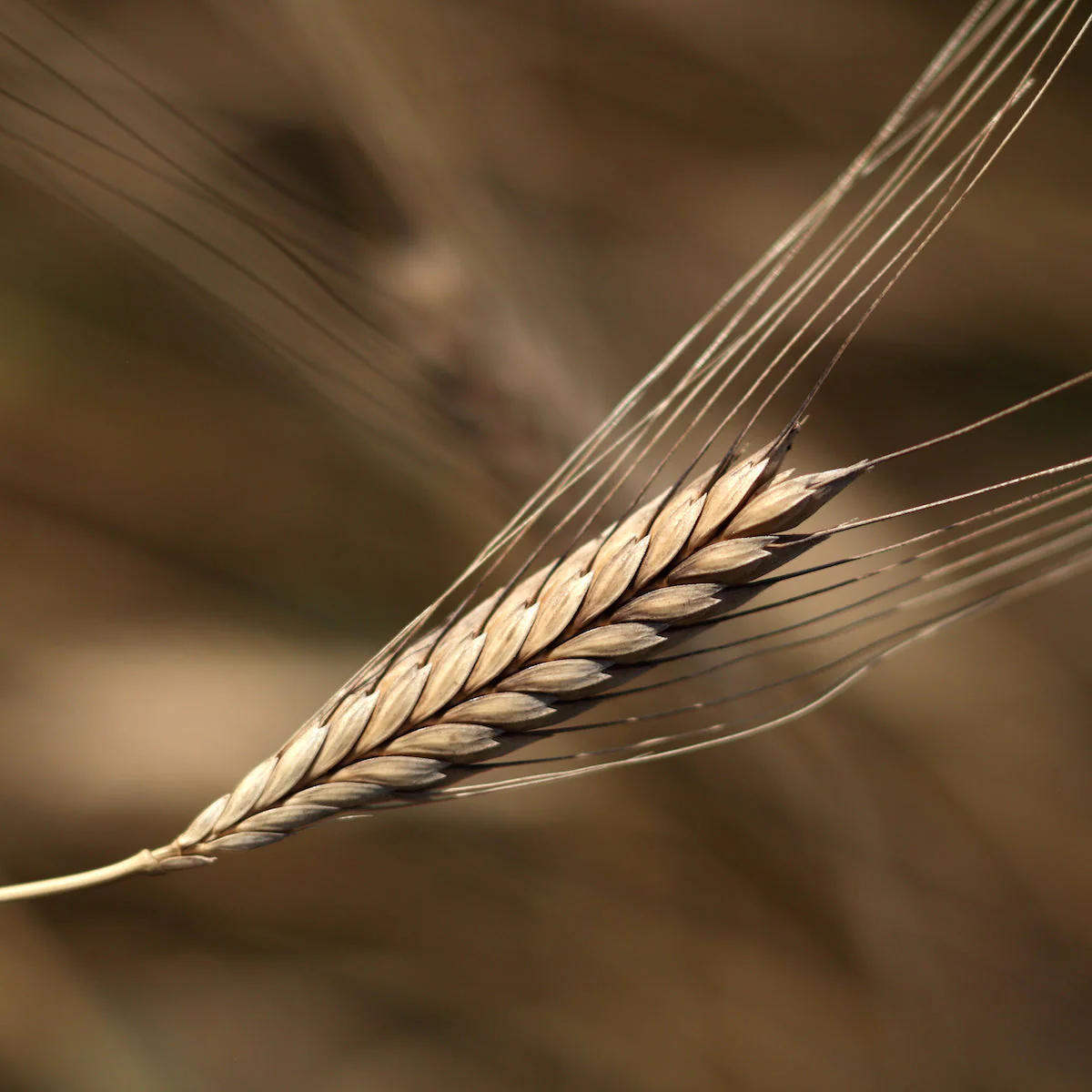 Organic Einkorn Wheat Berries 10 lb. - Image 6