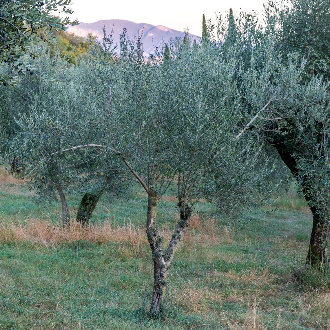 Organic Extra Virgin Olive Oil, 1L - Image 5