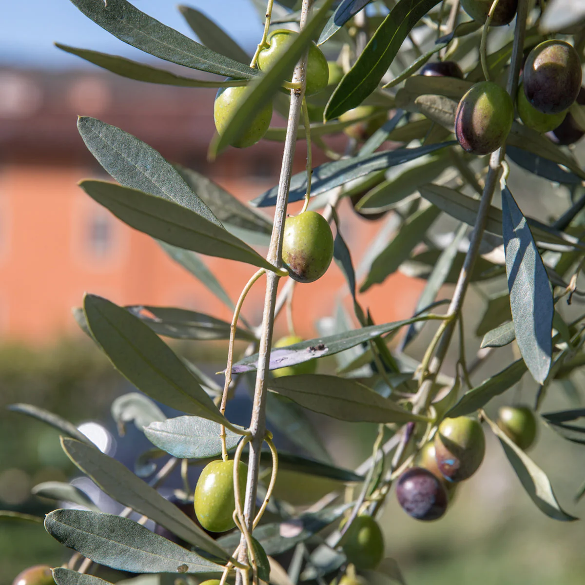 Organic Extra Virgin Olive Oil, 3 Pack - Image 4