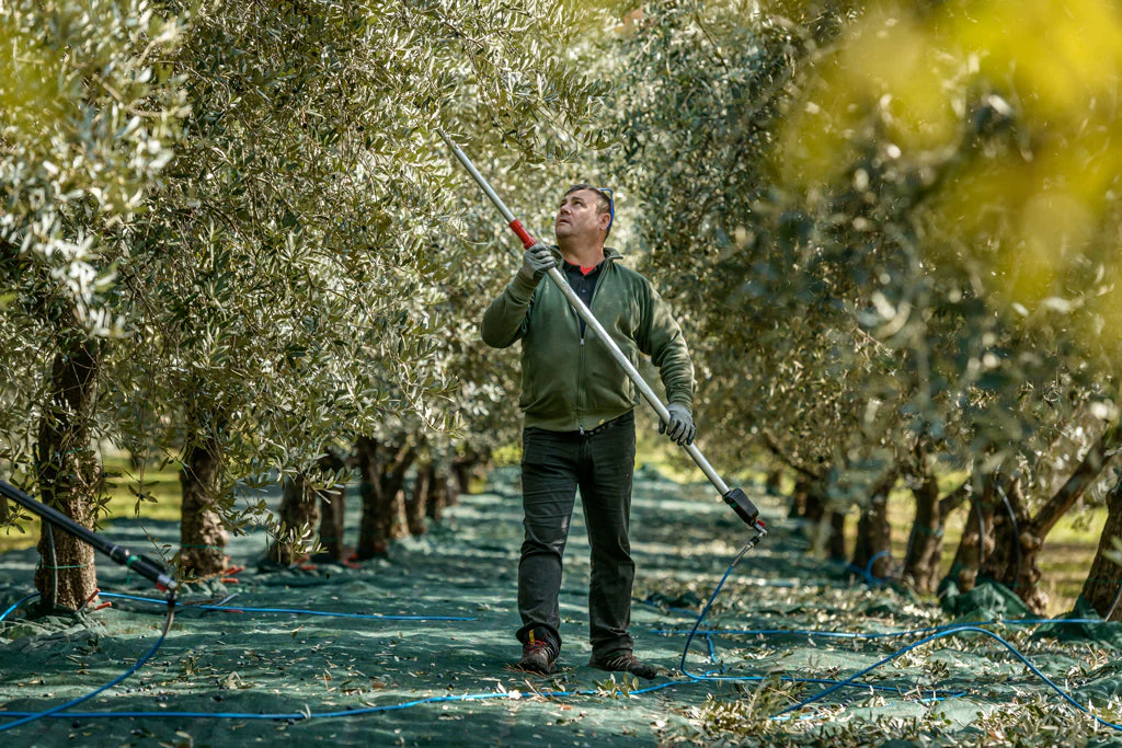 Organic Extra Virgin Olive Oil, 500 ml - Image 3