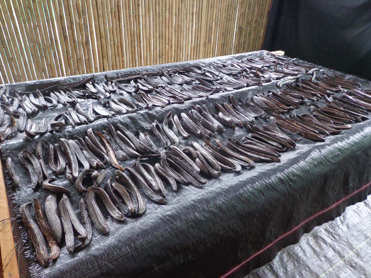 Peruvian Vanilla Beans - Whole Grade A Vanilla Pods for Vanilla Extract and Baking - Image 8