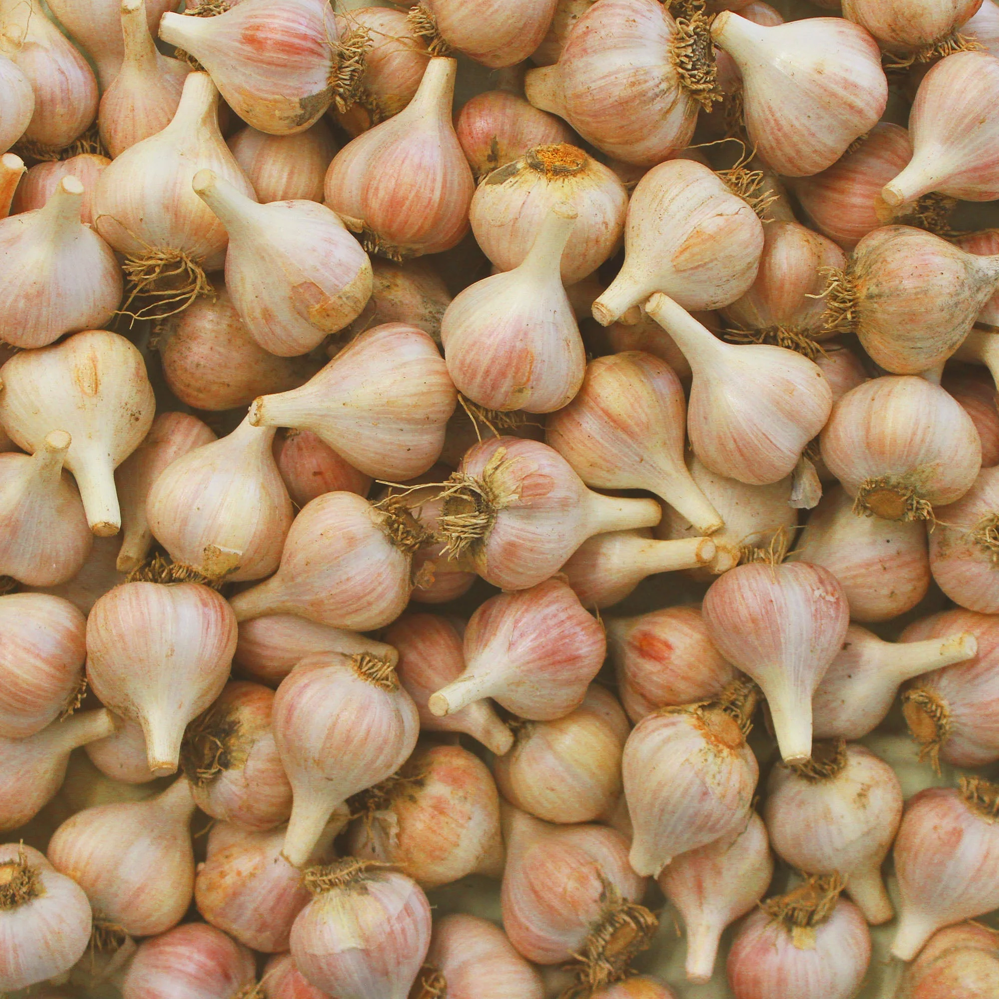 Roasted Garlic Savory Jam - Image 8