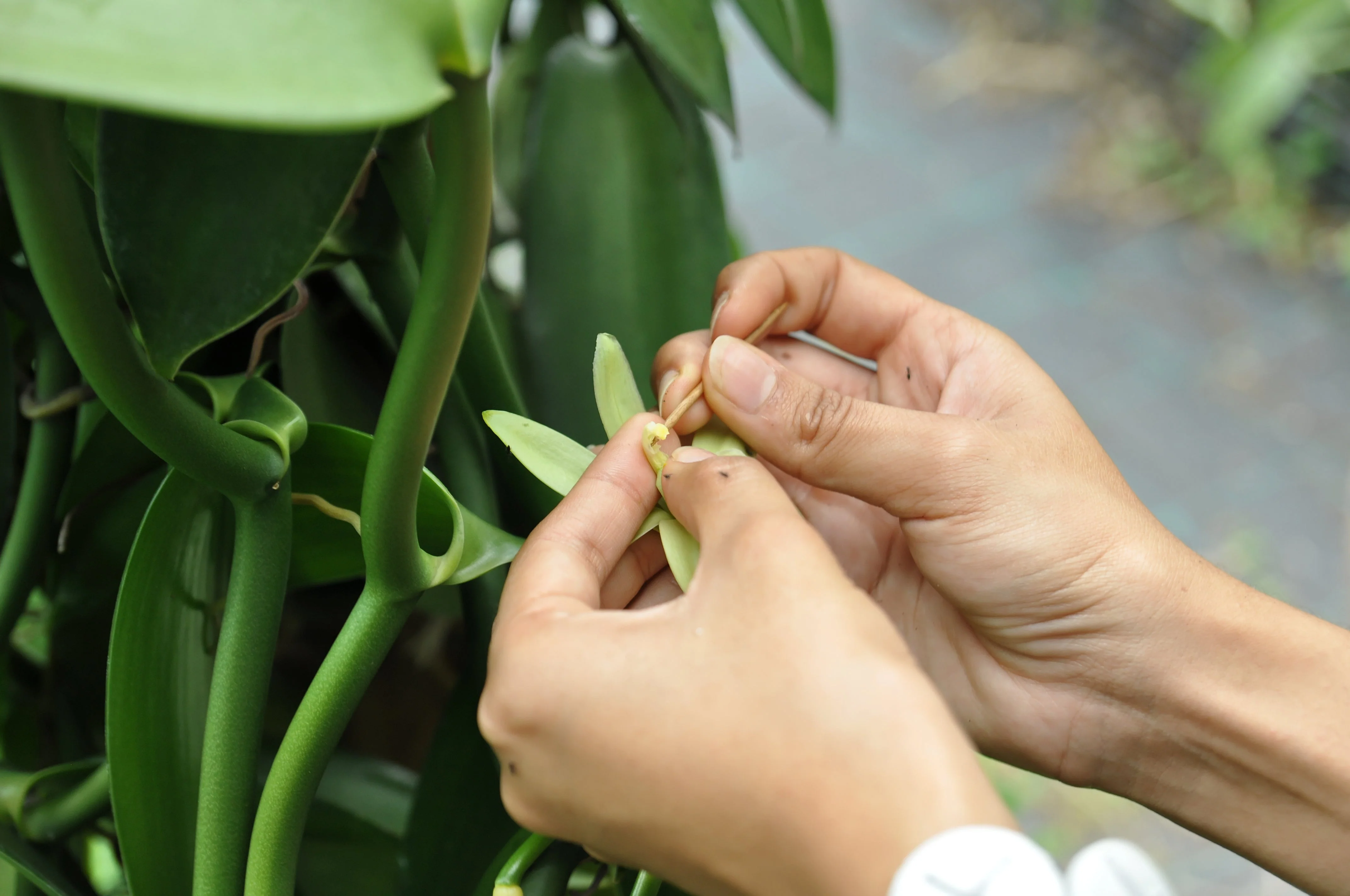 Rwanda Vanilla Beans Grade A Whole Pods - Image 7