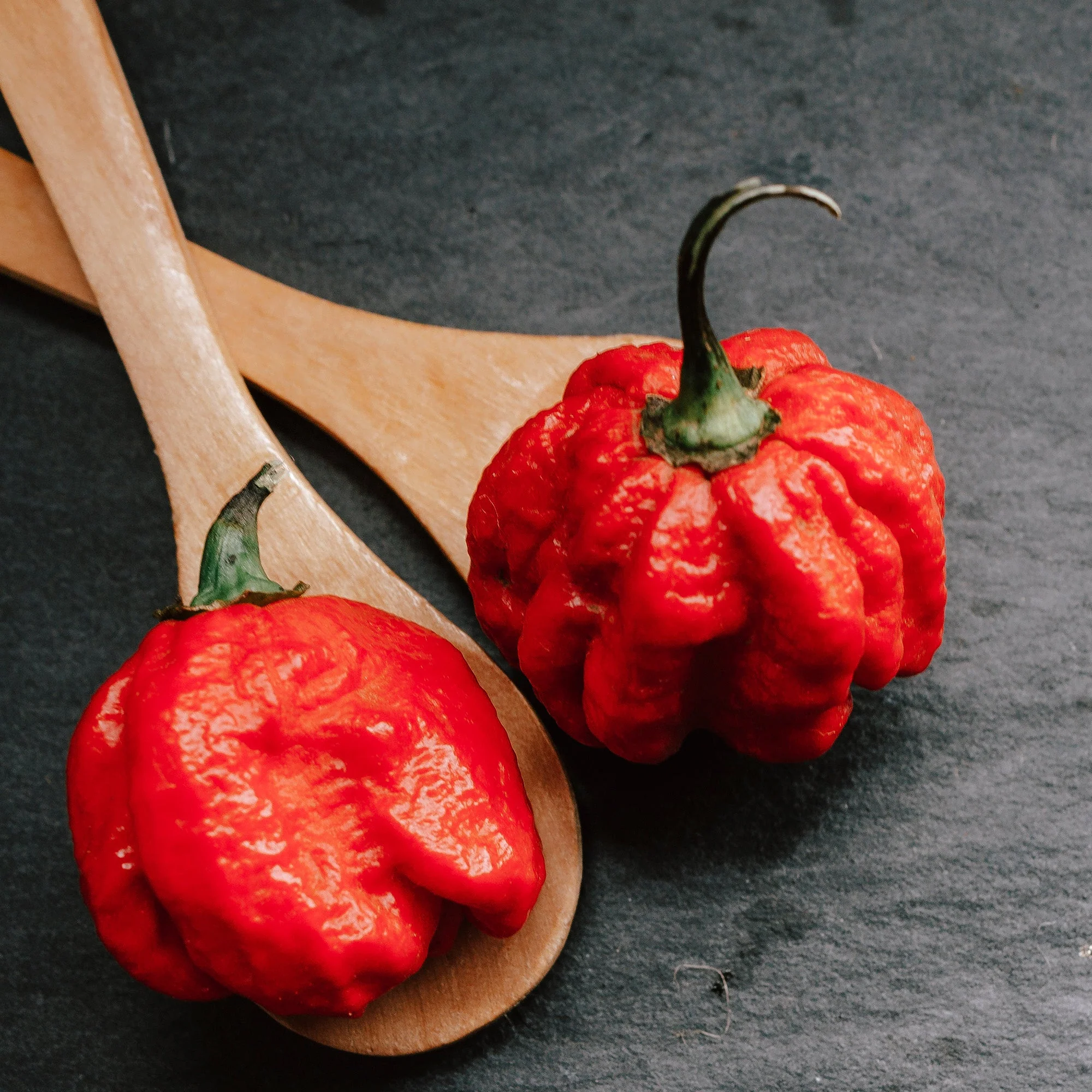 Scorpion Chile Powder - Image 7